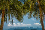 Thumbnail Koh Wai Palm Trees