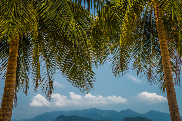 Product picture Koh Wai Palm Trees